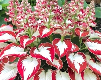 150 Stück Samen Seltene Hosta-Samen weiße Blätter mit dicken roten schönen Blumen Garten, einjährig, Frühling, Sommer, parennial