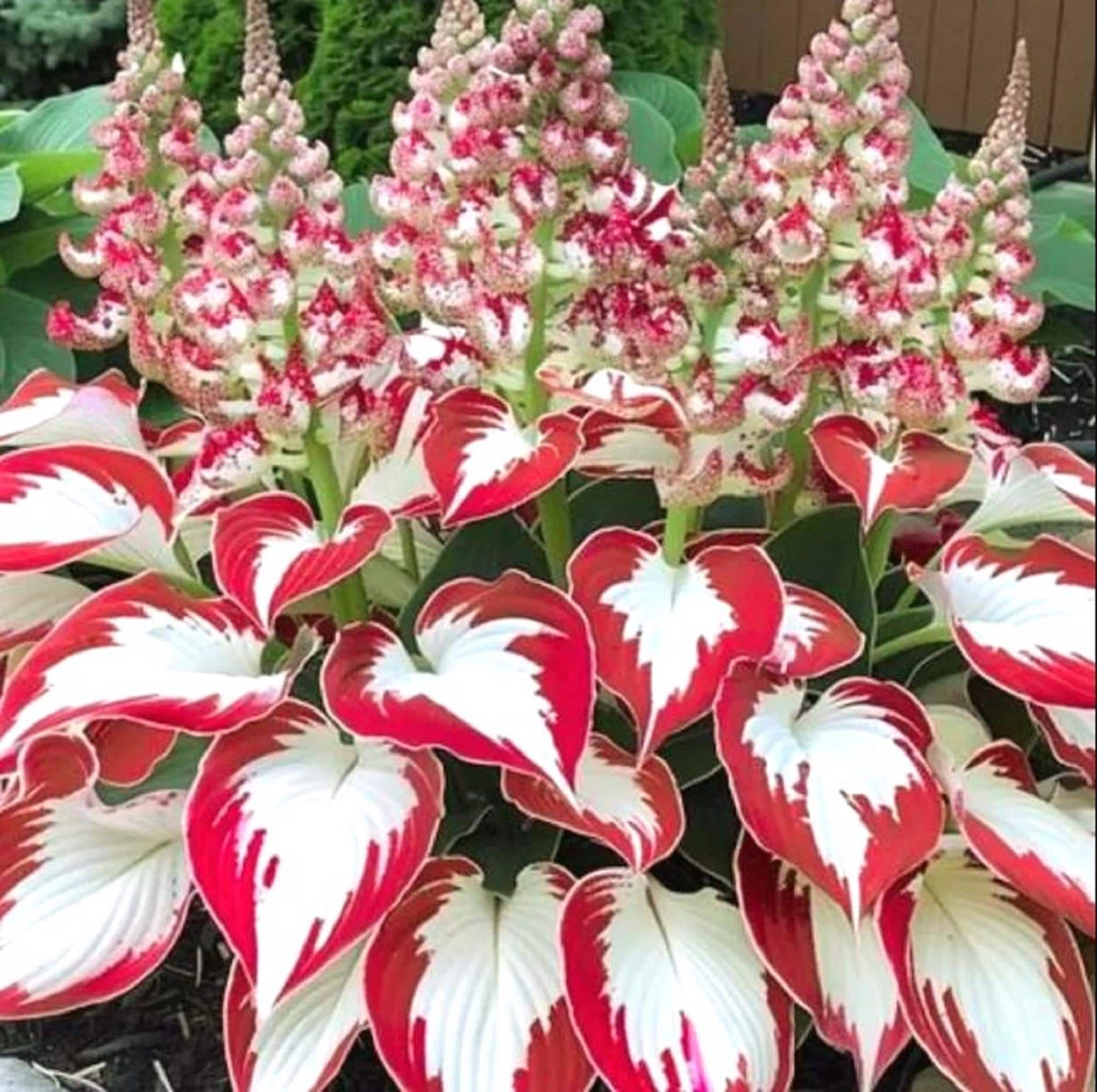 150 Pcs Seeds Rare Hosta Seeds White Leaves with Thick Red Beautiful Flowers Garden, annual, spring, summer, parennial