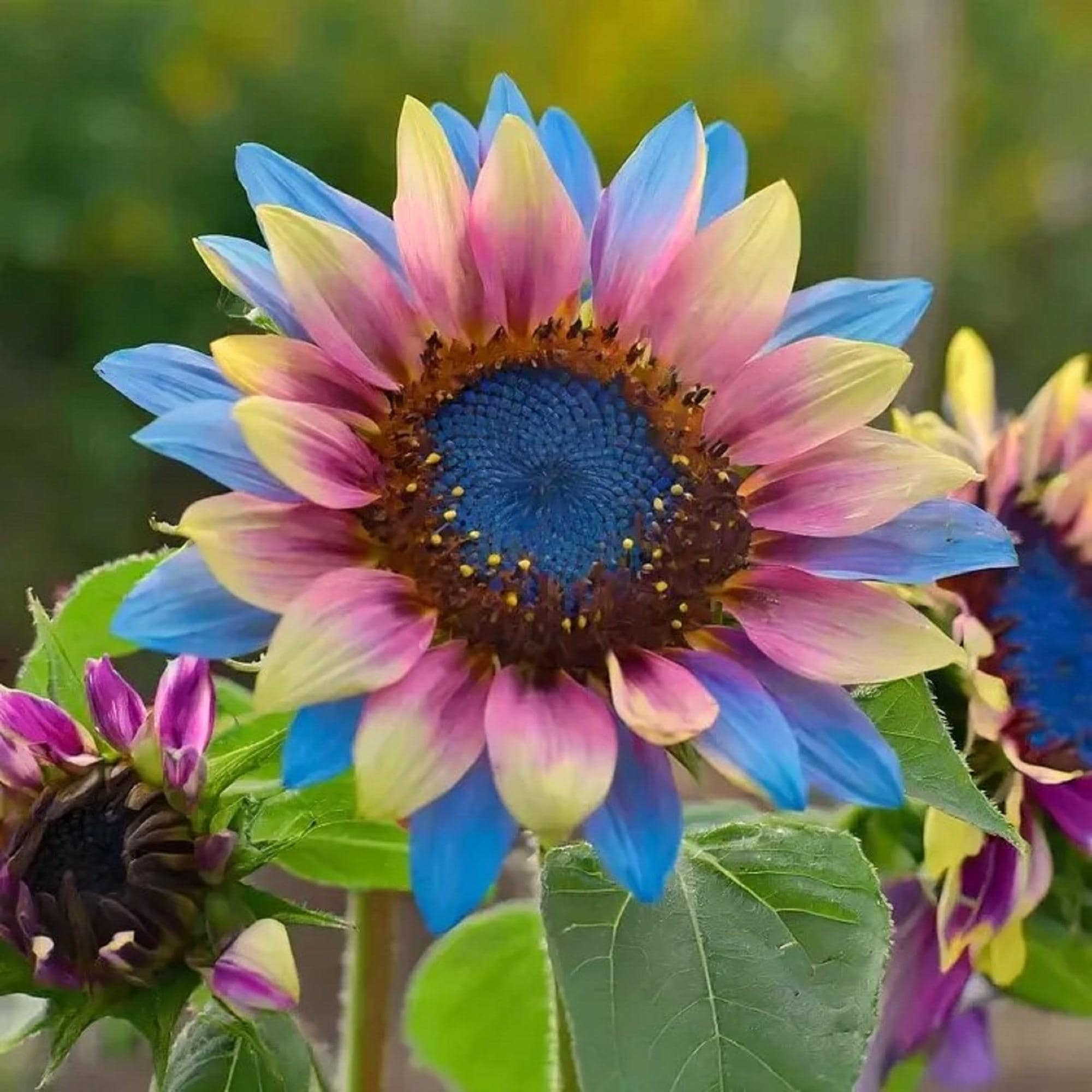 50 PCS Twin-blossom Blue Over Pink Sunflower Seeds Flowers 50 PCS Twin-blossom Blue Over Pink Sunflower Seeds Flowers