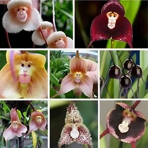May include: A collage of nine images featuring the monkey orchid, a type of flower that resembles a monkey's face. The orchids are in various colors, including white, orange, red, and purple.