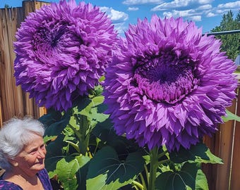 Fresh 50 Seltene Lila Zauberhafte Riesen Teddy Bär Sonnenblume Bonsai Blume Easy Wachsen Gartenpflanzen für Garten, Sommer, Frühling, Pflanzen
