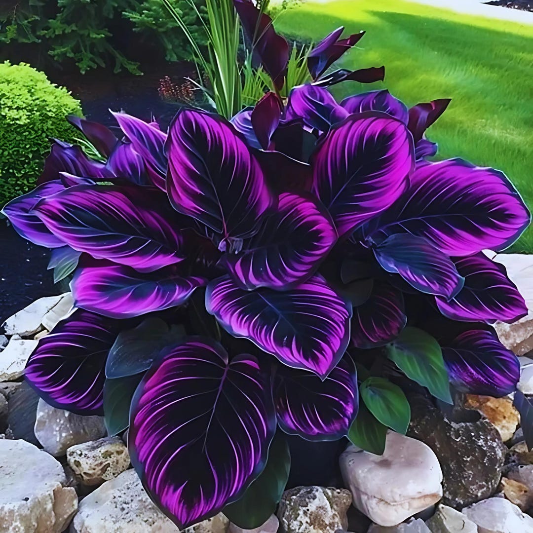 25 Pcs Purple Tip Calathea Couture Seeds: Indoor/outdoor Perennial