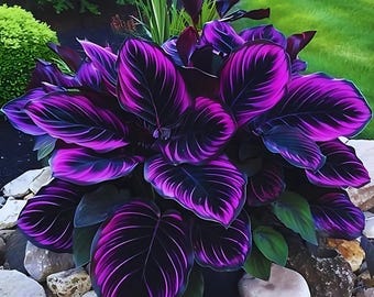 25 Stück Samen Purple Tip Calathea Couture Blumen Innen oder Außen Schöne Samen Mehrjährige Blume Blumen Samen