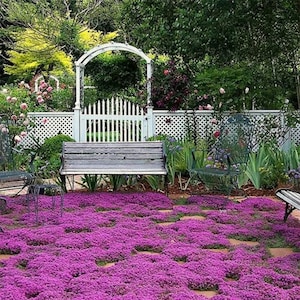 Creeping Thyme Seeds: Fragrant Purple Ground Cover, Deer Resistant