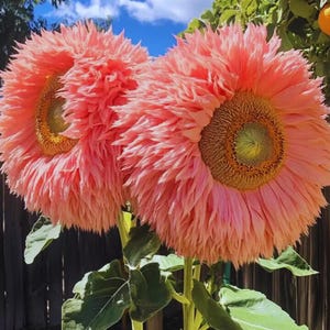 Pink Sunflower Seeds - Etsy Hong Kong