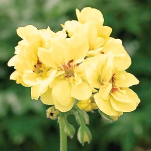 10 黄色のゼラニウムの種子 多年生の花の種子 花の種子 植物 花
