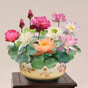 15 Pcs Mixed Color The Sacred Bonsai Lotus Flower Seeds Flowers Perennial Flower Seed