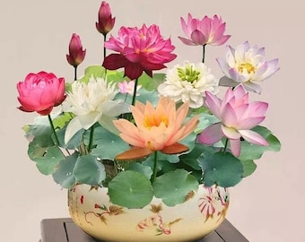 15 Stück Mischfarbe Die Heiligen Bonsai Lotus Blumensamen Blumen Mehrjährige Blumensamen