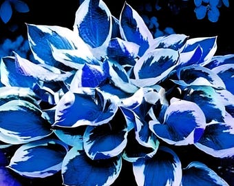 Fresh 150 Seeds BLUE Beautiful Hosta Bonsai  Beautiful Flowers Garden, annual, spring, summer, parennial