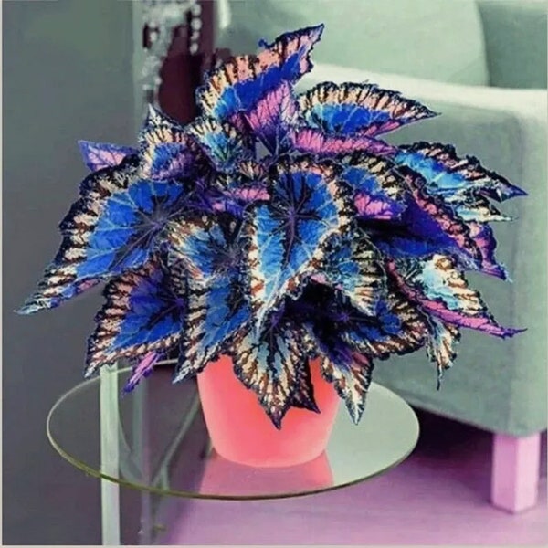 25+ Pcs Seeds Blue Rainbow Coleus Flowers Rainbow Dragon Easy to Grow Garden