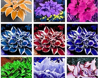 150 Stück Schöne Hosta Mix Samen, Stauden Lily Flower Shade Hosta Flower Grass