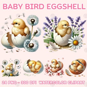 May include: A set of 24 watercolor clipart images featuring baby chicks hatching from eggshells. The chicks are depicted in various poses, including sleeping and peeking out of the shells. The images are surrounded by flowers, dandelions, and lavender.