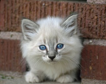 Kitten with Blue Eyes