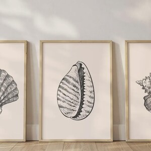 Könnte beinhalten: Drei gerahmte Kunstdrucke mit detaillierten Schwarz-Weiß-Illustrationen von Muscheln. Die Drucke werden vor einem neutralen Hintergrund mit einem Holzboden präsentiert. Die Kunstwerke umfassen eine Jakobsmuschel, eine Kaurischnecke und eine Tritonshorn-Muschel.