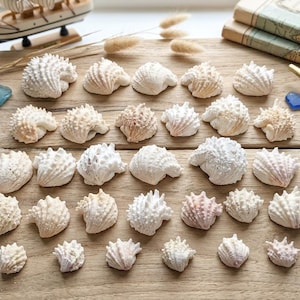 Könnte beinhalten: Eine Sammlung verschiedener weißer und cremefarbener Muscheln, die in Reihen angeordnet sind. Die Muscheln weisen texturierte, geriffelte und stachelige Oberflächen auf. Das Sortiment umfasst Muscheln unterschiedlicher Größe, von klein bis mittel, die alle natürliche Variationen in Form und Farbton zeigen.