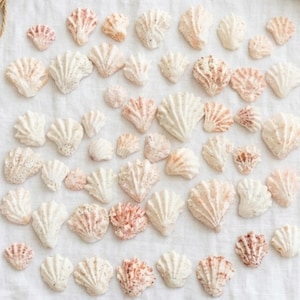 May include: An assortment of small, decorative seashells in various sizes and shades of white and pink. The shells are arranged on a white surface, showcasing their intricate textures and shapes. Ideal for coastal decor or craft projects.
