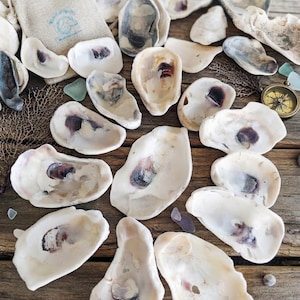May include: A collection of white oyster shells with dark purple centers, scattered alongside a small beige drawstring pouch with a blue logo, a gold-toned compass, and several small pieces of translucent sea glass on a weathered wooden surface.