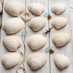 Op de afbeelding: Een verzameling van elf gebroken witte schelpen gerangschikt op een witgekalkte houten plank, vergezeld van een opgerold beige touw, kleine stukjes blauw en bruin zeeglas en een messing bootkikker, met een kleine keramische pot bovenaan.