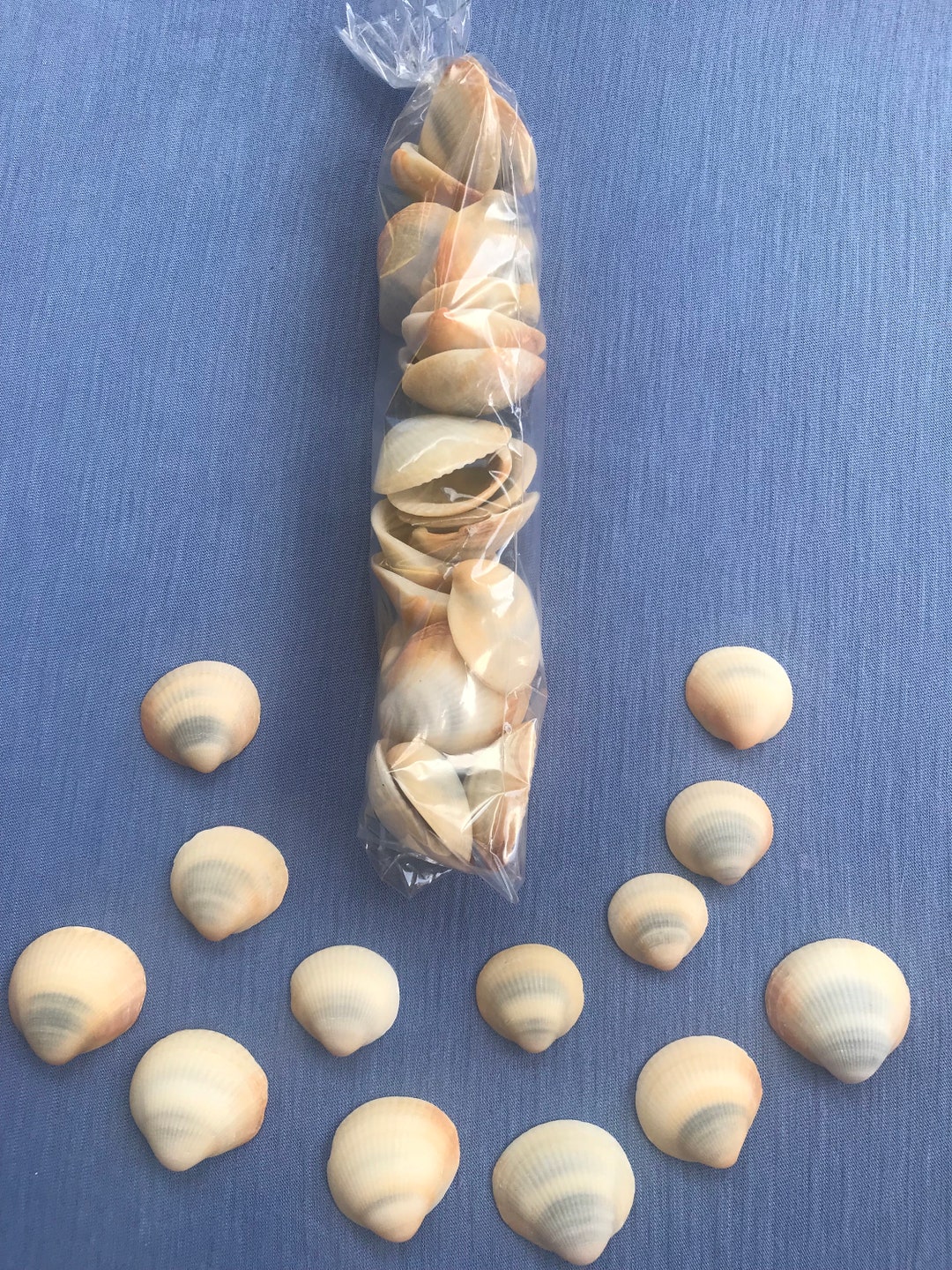 Calico Bittersweet Clam Shells, Beach Decor, Craft Supply (25 Pc) - Etsy