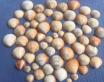 Sunburst Bittersweet Clam Shells: Beach Decor, Art-Craft - 25 Piece Set