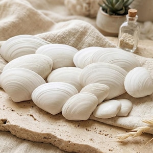 May include: A collection of white seashells arranged on a textured surface. The shells vary in size and shape, with prominent ridged patterns. A small glass bottle with a cork stopper and a succulent plant are in the background.