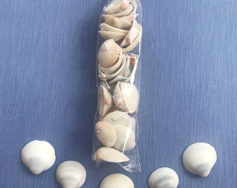 White Bittersweet Clam Shells, Beach Decor, Art Supplies, Set of 25