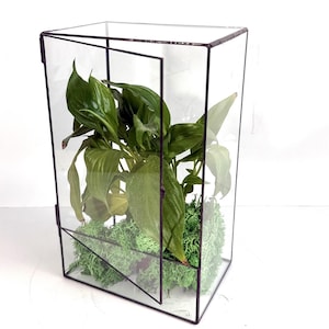 May include: A clear glass terrarium with a hinged door, framed in black metal. It contains green plants and moss, forming a miniature garden. The rectangular terrarium is ideal for displaying small plants or as a decorative item. The dimensions are approximately 20 cm x 15 cm x 30 cm.