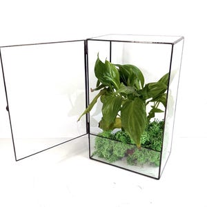Può includere: Un terrario in vetro trasparente con una porta a cerniera, che mostra una vivace pianta verde e muschio. Il terrario ha una cornice in metallo nero e si trova su una superficie bianca. La porta aperta rivela l'interno, evidenziando le foglie della pianta.