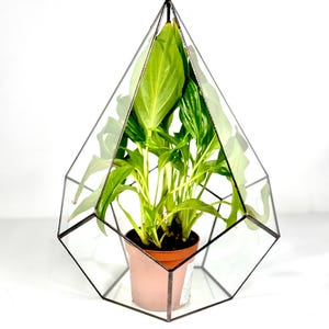 Geometric glass terrarium, Modern florarium, Drop shape plant terrarium, Glass plant box, Handmade plant holder, Indoor plant display case