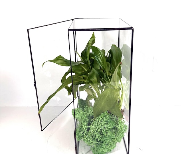 Handmade glass rectangle moss terrarium, closed plant terrarium, ecosystem holder, clear stained glass florarium with lid, minimalist gift