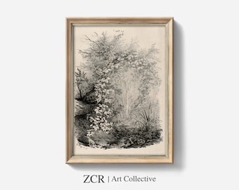 May include: A black and white illustration of a vine growing up a tree in a woodland setting. The vine is in the foreground and the tree is in the background. The illustration is framed in a light wood frame.