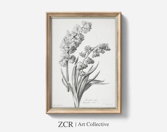 Antique Botanical Stipple Engraving, French Farmhouse Art (Digital Download)