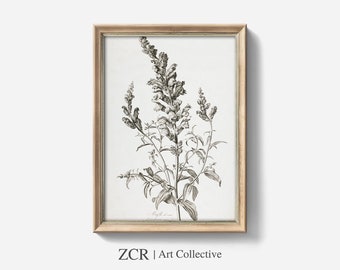 Botanical Etching Print, French Flower Drawing, Vintage Wall Art (Digital Download)