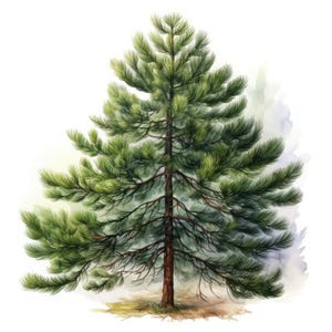 15 Clipart di pini, Clip art di foresta ad acquerello, Foresta di pini, JPG di alta qualità stampabili, Download digitale, Lavoretti di carta, Diario di spazzatura