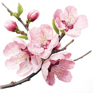 13 mandelblomskvistar akvarell clipart, mandelblomskvist clipart, högkvalitativa JPG-bilder, digital nedladdning, pappershantverk, skräpjournaler