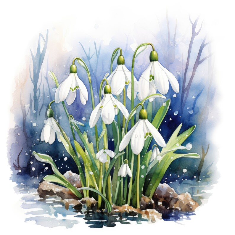 15 Watercolor Snowdrops Clipart, Spring White Flowers Clipart ...