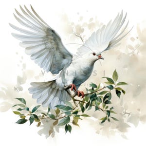 11 Colomba con un ramo d'ulivo Clipart, Clipart colomba bianca acquerello, JPG di alta qualità, download digitale, artigianato con la carta, diari spazzatura
