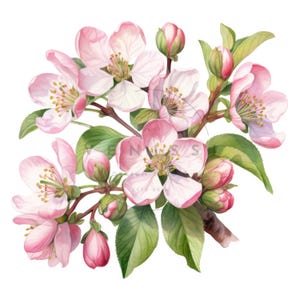 15 Clipart aquarelle de branche de pommier en fleurs, clipart branche de pommier en fleurs, fichiers JPG de haute qualité, téléchargement numérique, créations en papier, journaux indésirables