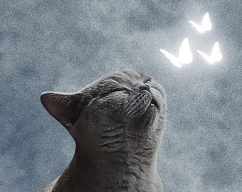 Cute Cat Clipart, High Quality PNG, Happy Cats, Cartoon Cat PNG, Instant Download, Digital Products Download