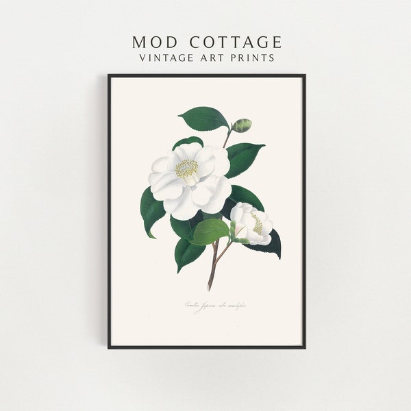 Printable magnolia art | botanical art | vintage flower art | farmhouse decor | white flower painting | downloadable floral print