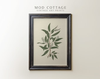 Vintage wilgentak botanische kunstprint (downloadbaar)