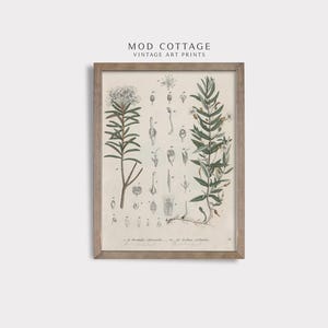Botanical art print, vintage botanique wall art, rustic cottage decor, farmhouse decor, digital download