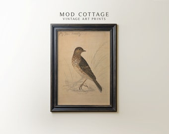 Antieke vogelkunstprint, digitale download