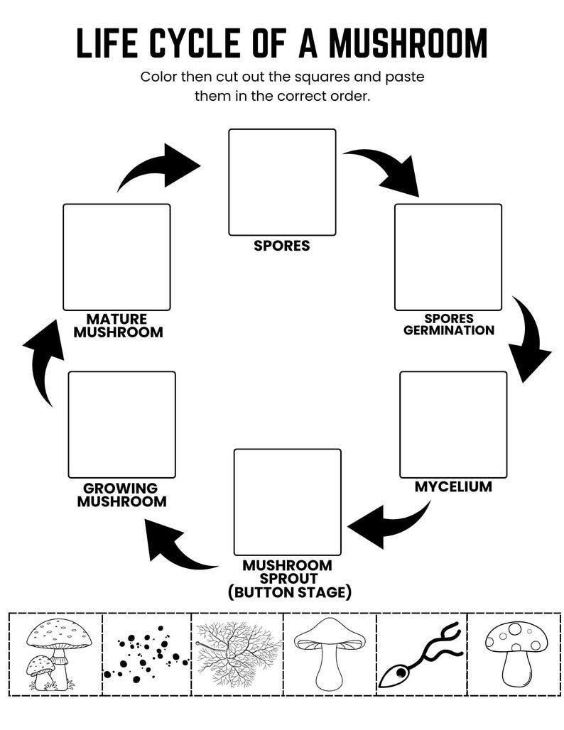 Life Cycle of a Mushroom Printable | Mushroom Life Cycle Worksheets ...