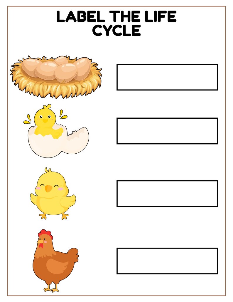 Chicken Life Cycle Printable Activity Pack (PDF Download) - Etsy