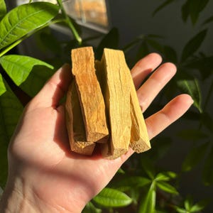 Peut inclure: Une main tenant quatre bâtonnets de bois de Palo Santo. Le bois est brun clair et a une texture naturelle et rugueuse.