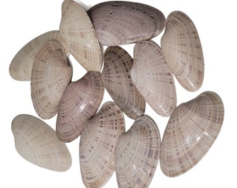 Assorted Real Sunray Sea Shells - set of 40 - 1.5-5" - for Decorative Coastal Décor for Home, Zen Garden, Wedding, Aquarium, Beach Wedding