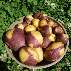 May include: A wooden bowl filled with freshly harvested potatoes. The potatoes have a unique appearance, with a mix of yellow and purple skin. The bowl sits on a bed of green clover and small white flowers, creating a natural setting.