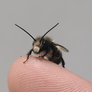 Mason Bee Cocoons