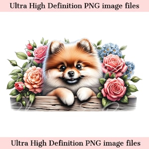 Digital Peeking Pomeranian PNG with Roses - Floral Dog Breed PNG for commercial use and crafts - Pomeranian dog breed - Dog Mom Sublimation